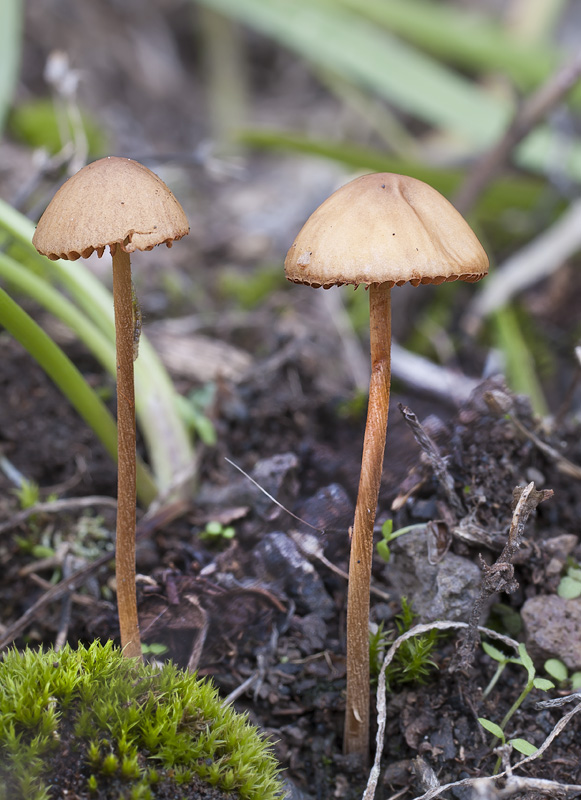 Conocybe semiglobata